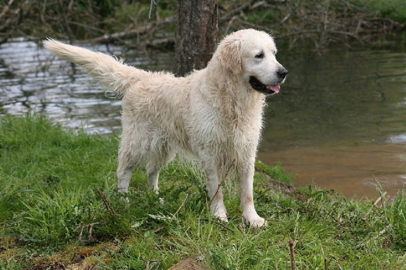 Beautiful dream Du domaine de la bricinesse